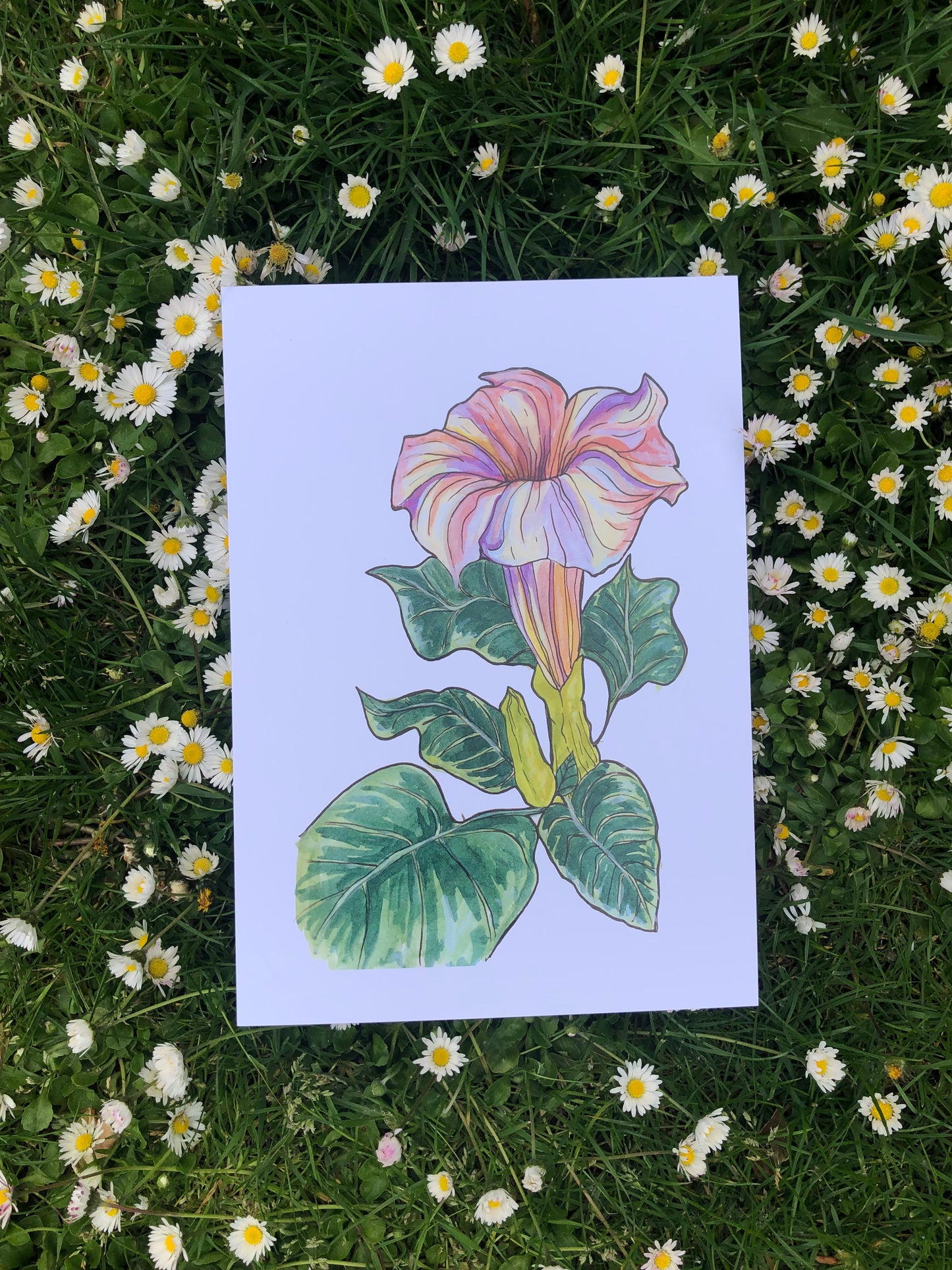 A4 Art Print - Datura flower